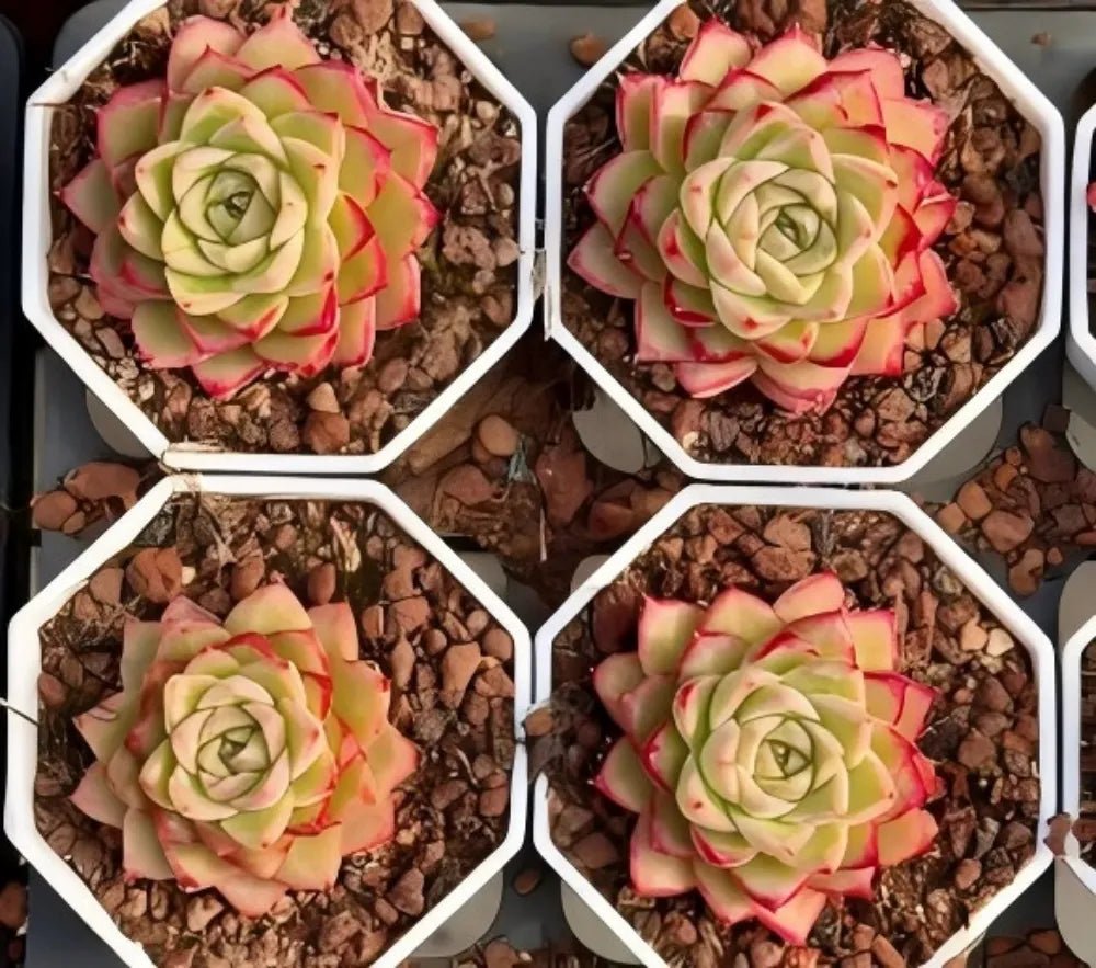 Succulent rosette in white hex pot, pale green center with pink-red petals