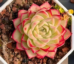 Succulent rosette in white hex pot, pale green center with bold pink-red outer petals