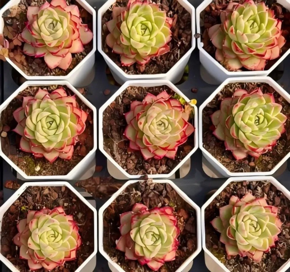 Succulent rosette cluster in white hex pots, pale green rosettes with red-pink tips