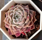 Echeveria Ruby Elf rosette succulent with pale cream and pink layered leaves