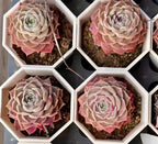 Ruby Elf echeveria rosettes in hexagonal pots with cream centers and pink tips