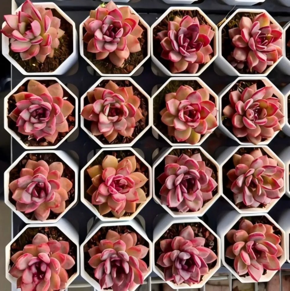 Assorted echeveria rosettes in white hex trays, dark red-purple and light pink