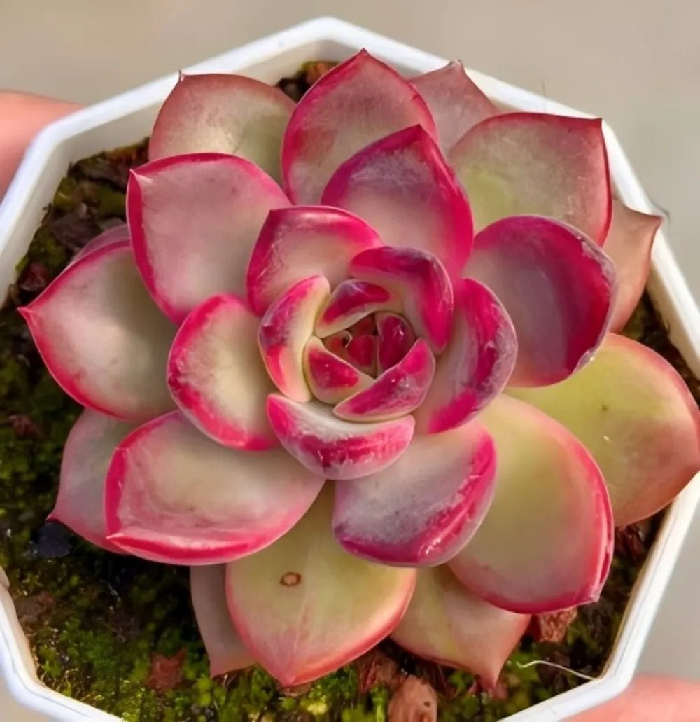 Rosette echeveria succulent with pink-red leaf edges and pale green centers in pot