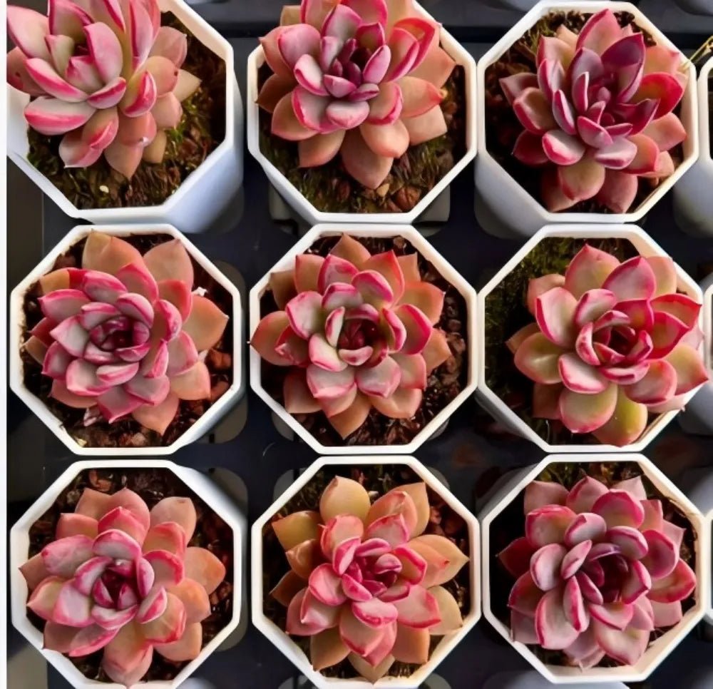 Set of echeveria succulents in white hex trays, pink and light green rosettes