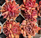Assorted echeveria clusters in white pots, red and orange rosette succulents.