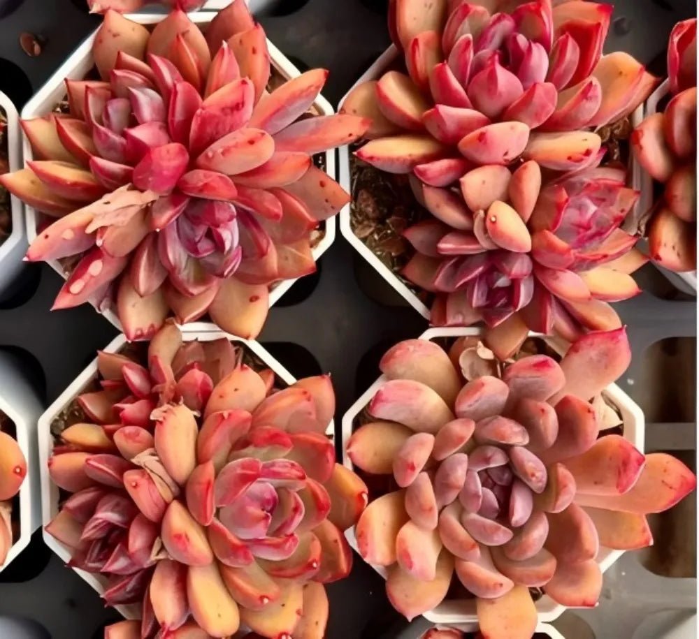Assorted echeveria clusters in white pots, red and orange rosette succulents.