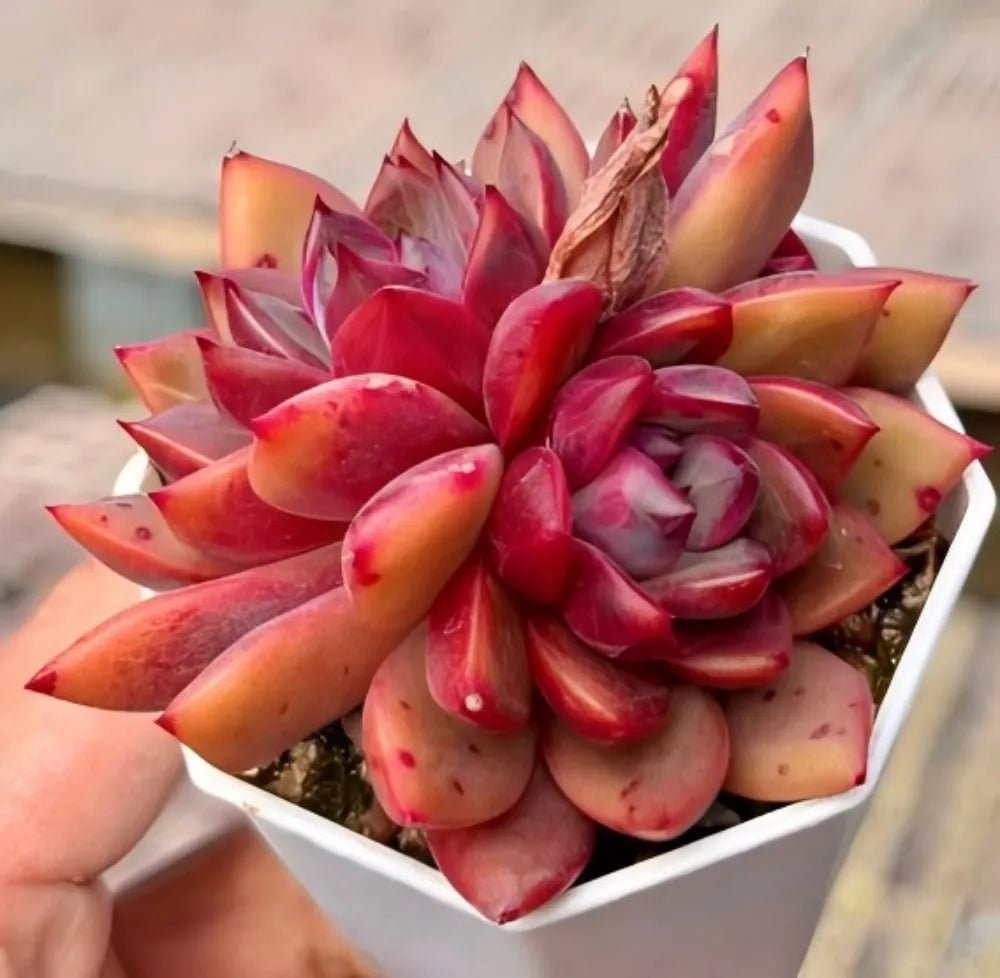 Succulent echeveria cluster in white pot, red and orange rosette leaves.