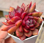Succulent echeveria cluster in white pot, red and orange rosette leaves.