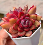 Succulent echeveria rosettes, red center with orange outer leaves in white pot.