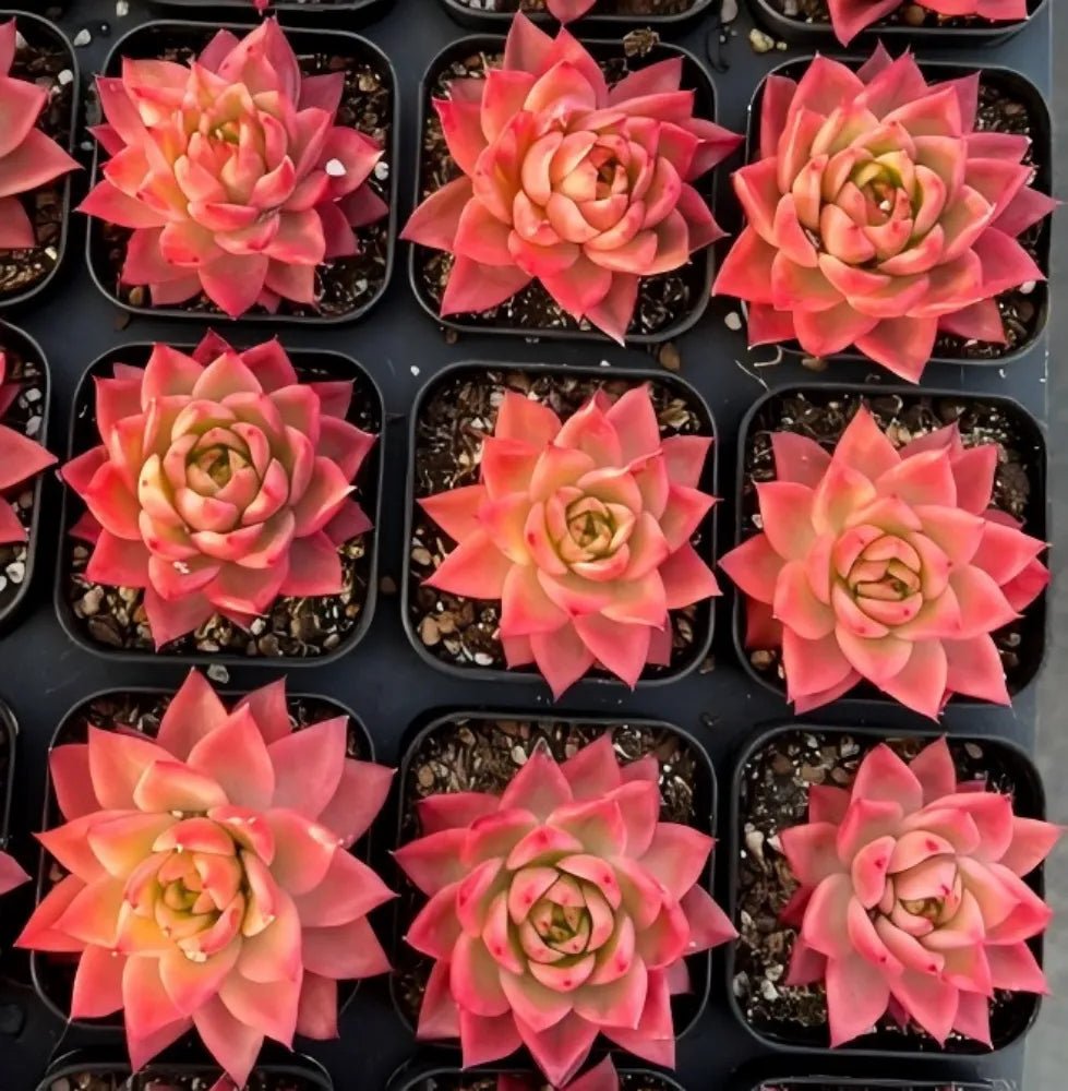 Set of Echeveria Sky Crystal Variegata succulents, multiple pink-red rosette pots