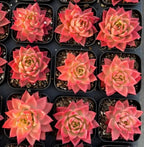 Set of Echeveria Sky Crystal Variegata succulents, multiple pink-red rosette pots