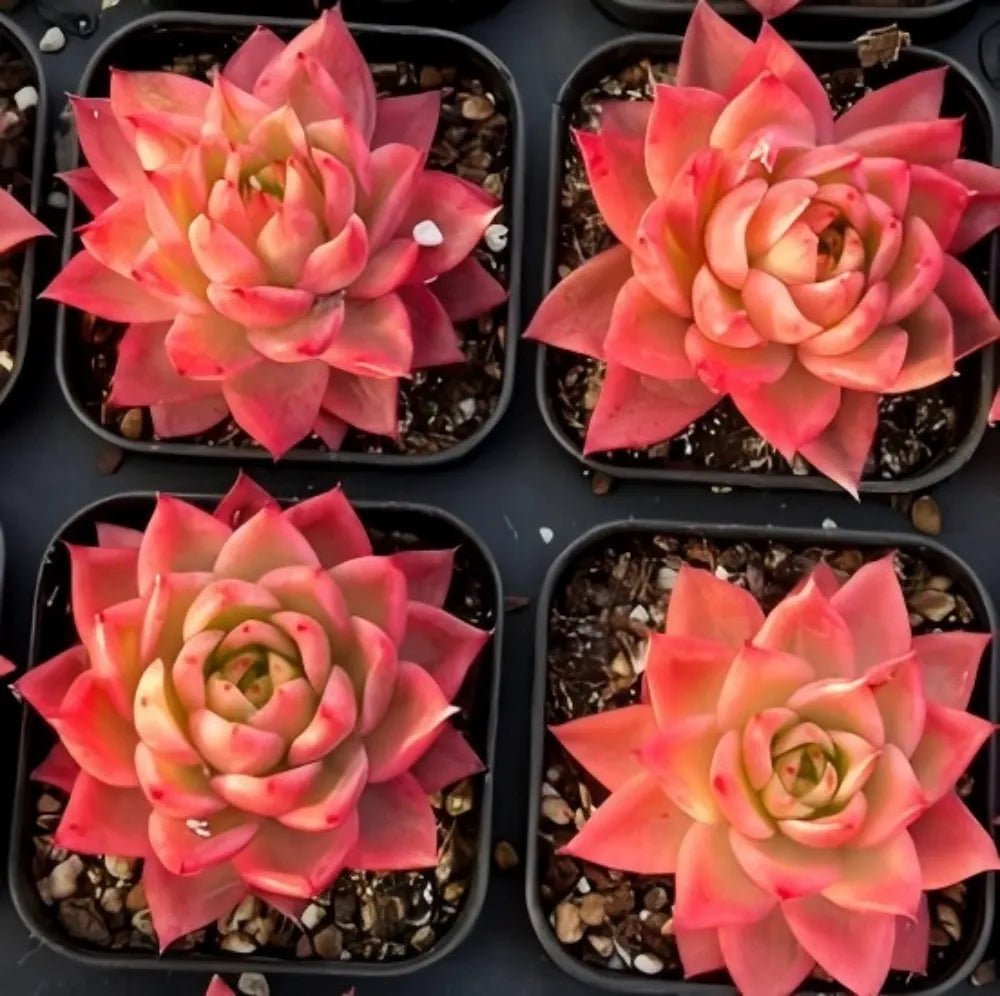 Echeveria Sky Crystal Variegata succulent in pot, pink-red rosette with green center