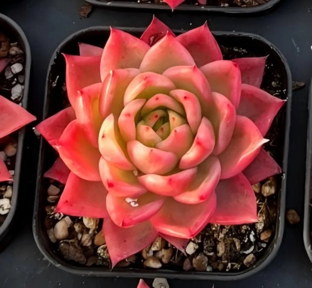 Echeveria Sky Crystal Variegata succulent, close rosette with red-pink petals and green core