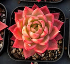 Echeveria Sky Crystal Variegata succulent, close rosette with red-pink petals and green core