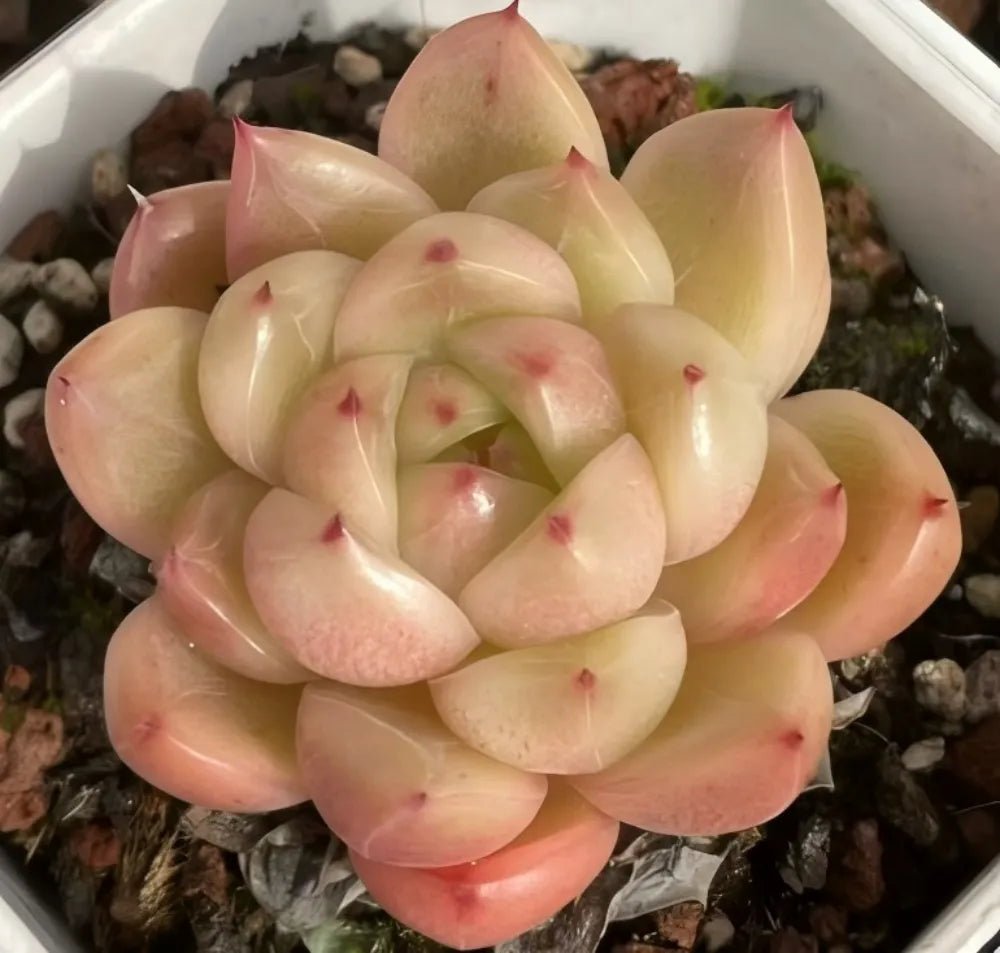 Echeveria succulent rosette with pale yellow-green and pink overlapping leaves, red dots