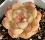 Echeveria succulent rosette with pale yellow-green leaves and pink edges, small red spots