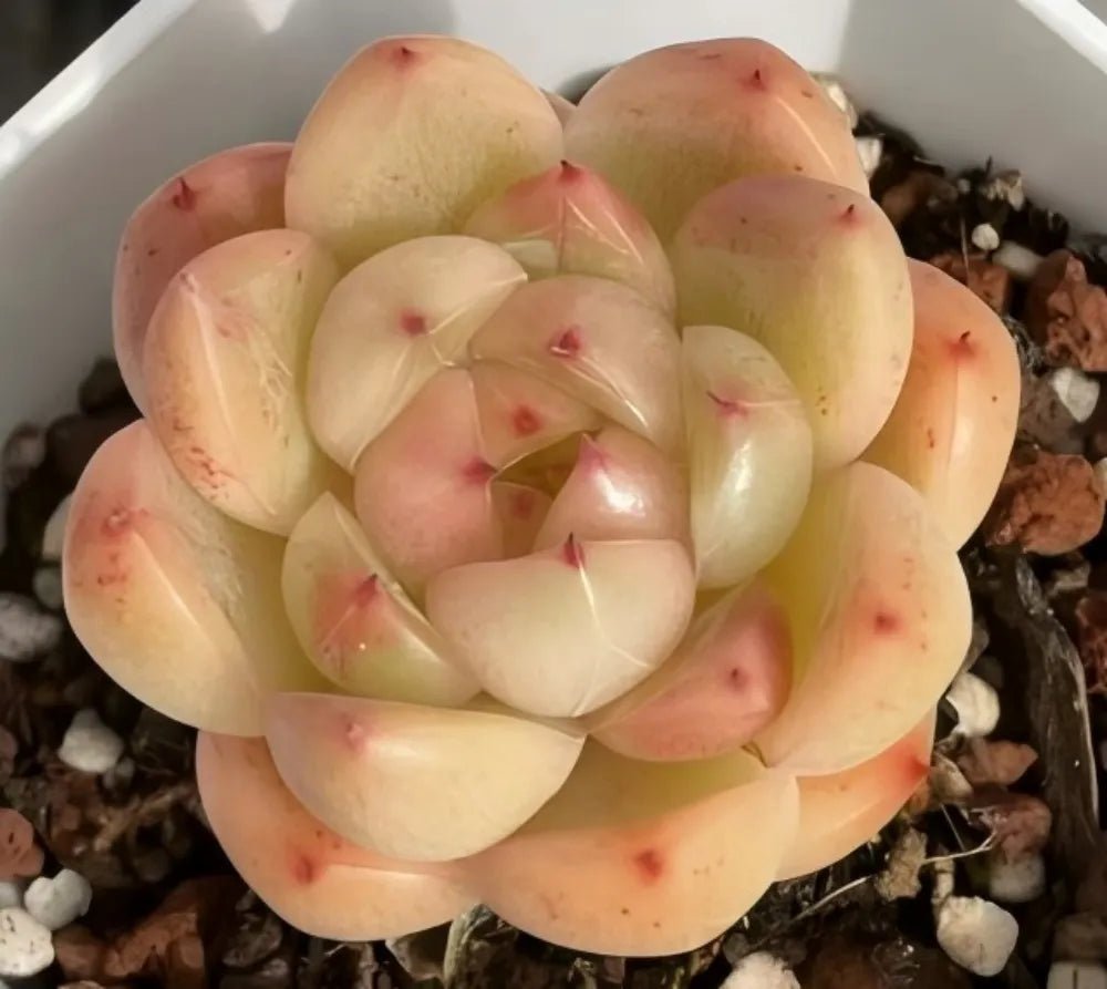 Echeveria succulent rosette with pale yellow-green leaves and pink edges, small red spots