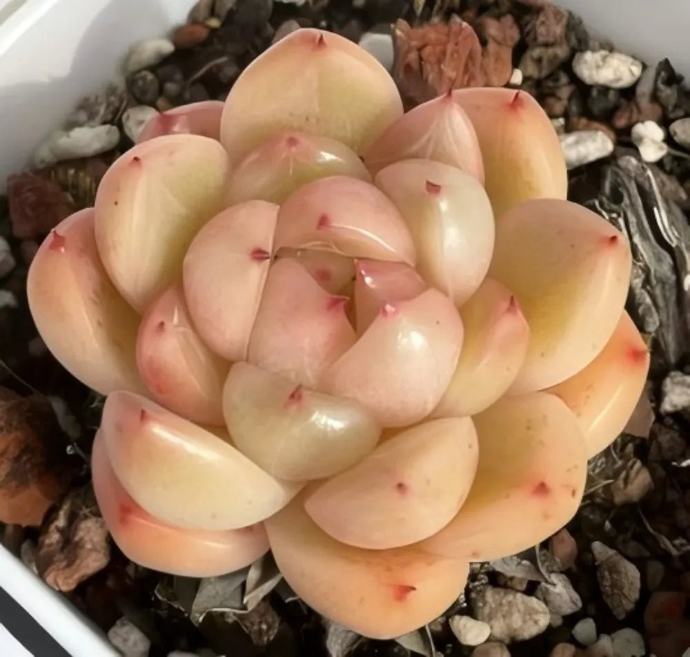Echeveria succulent rosette with layered pale yellow-green and pink leaves, faint red speckles