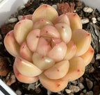 Echeveria succulent rosette with layered pale yellow-green and pink leaves, faint red speckles