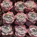 Echeveria Snow Drift succulent rosettes in small pots, pink and white leaf tips