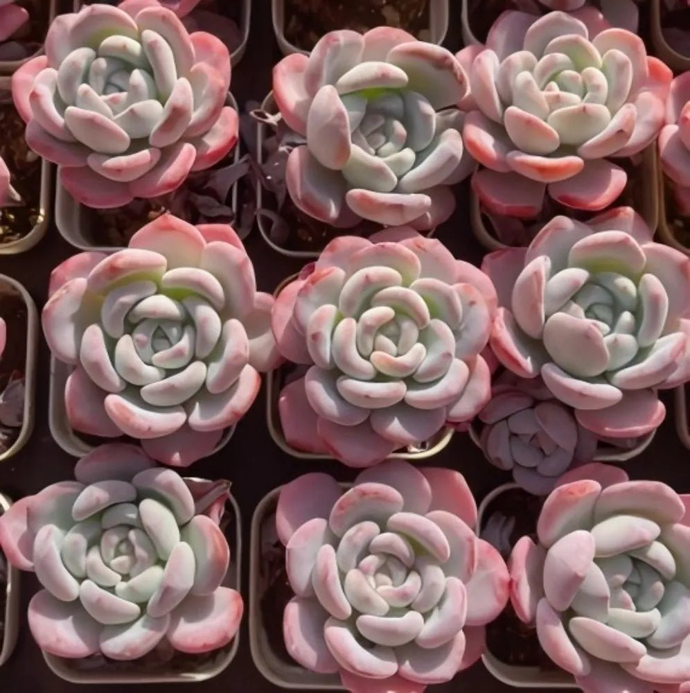 Echeveria Snow Drift succulent rosettes in small pots, pink and white leaf tips
