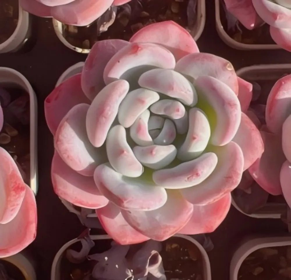 Echeveria Snow Drift succulent rosette with pale pink and white leaves, close-up