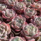 Echeveria Snow Drift succulent rosettes clustered together, pale green centers and pink edges
