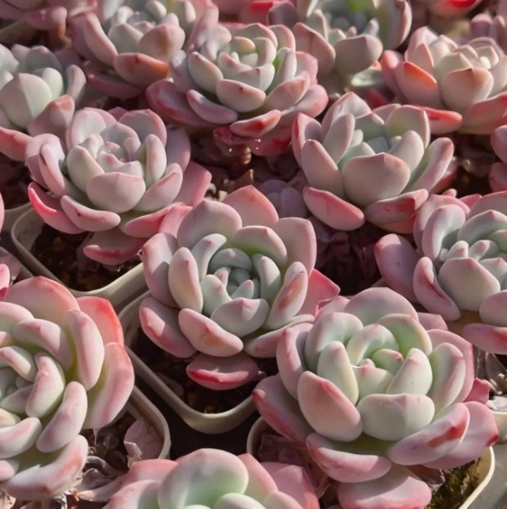 Echeveria Snow Drift succulent rosettes clustered together, pale green centers and pink edges
