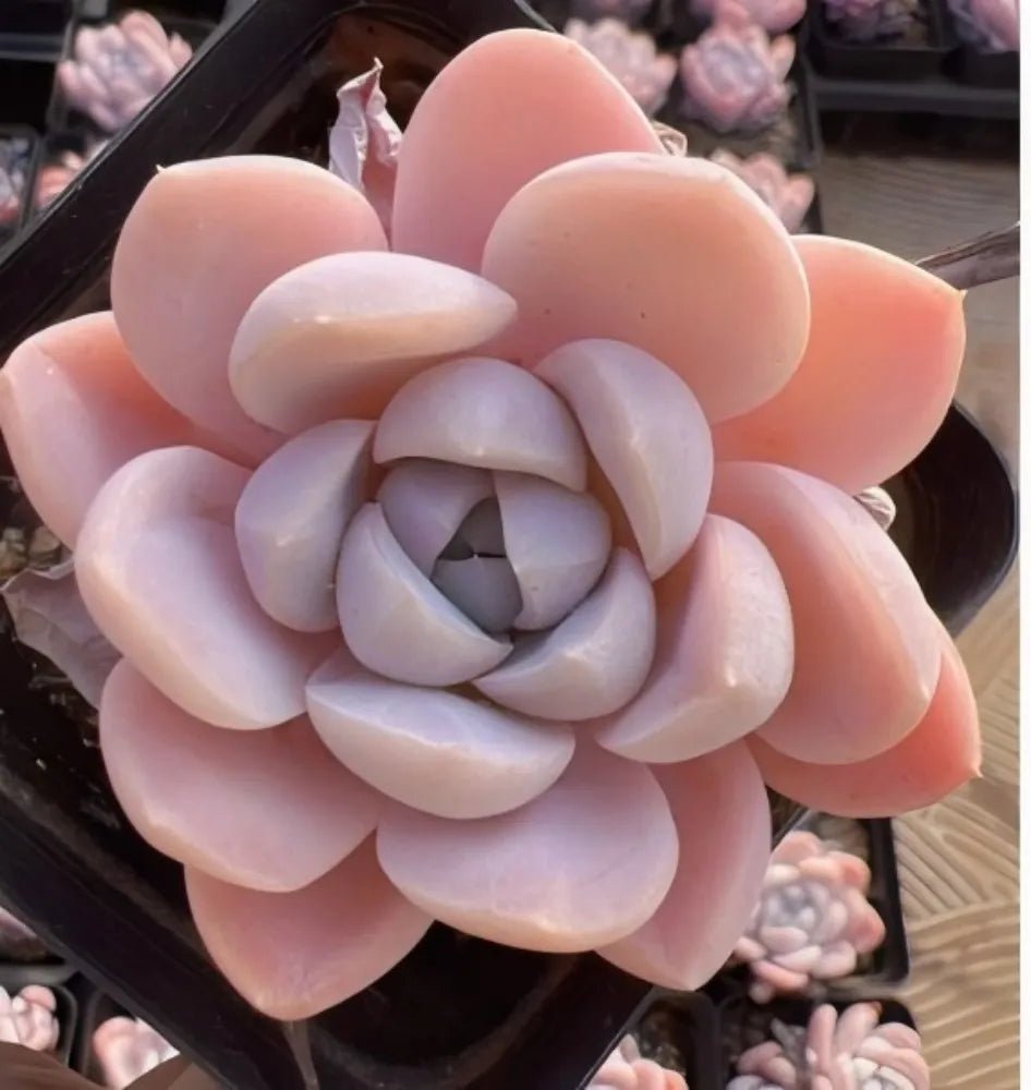 Rosette succulent with peach outer leaves and pale blue inner petals