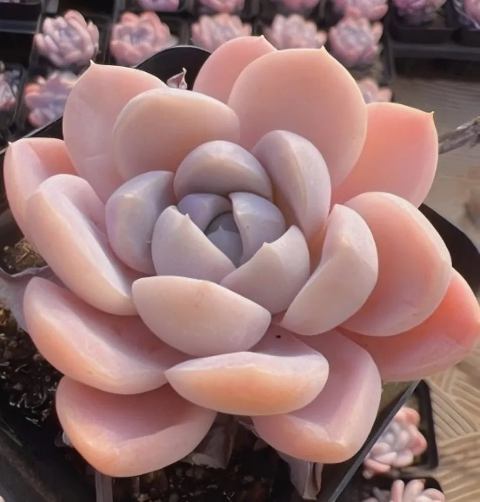 Echeveria Snow Mochi succulent, pink and pale gray rosette with thick stacked leaves