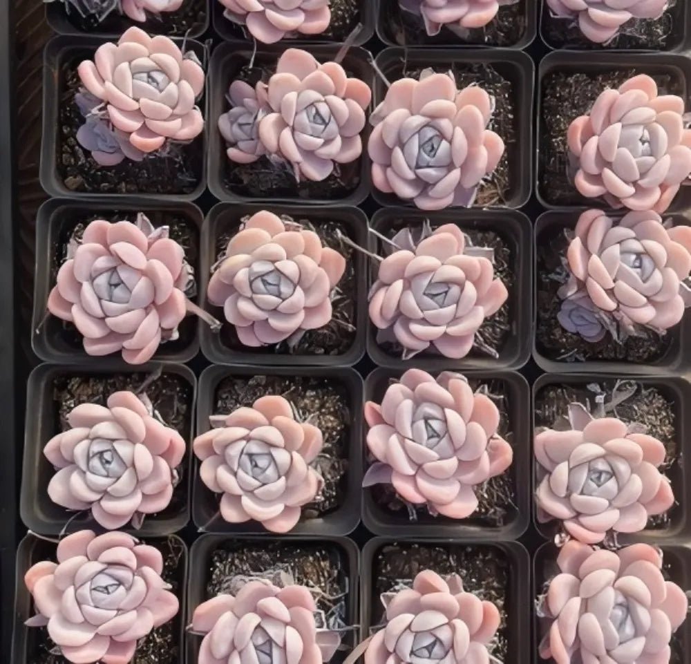 Set of small rosette succulents in pink, peach, and pale blue
