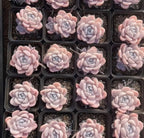 Set of small rosette succulents in pink, peach, and pale blue