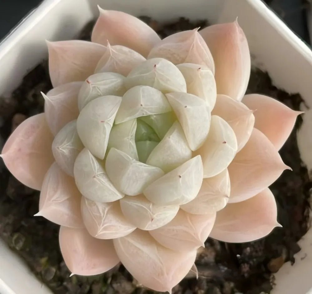 Echeveria succulent rosette with pale cream and pink layered leaves