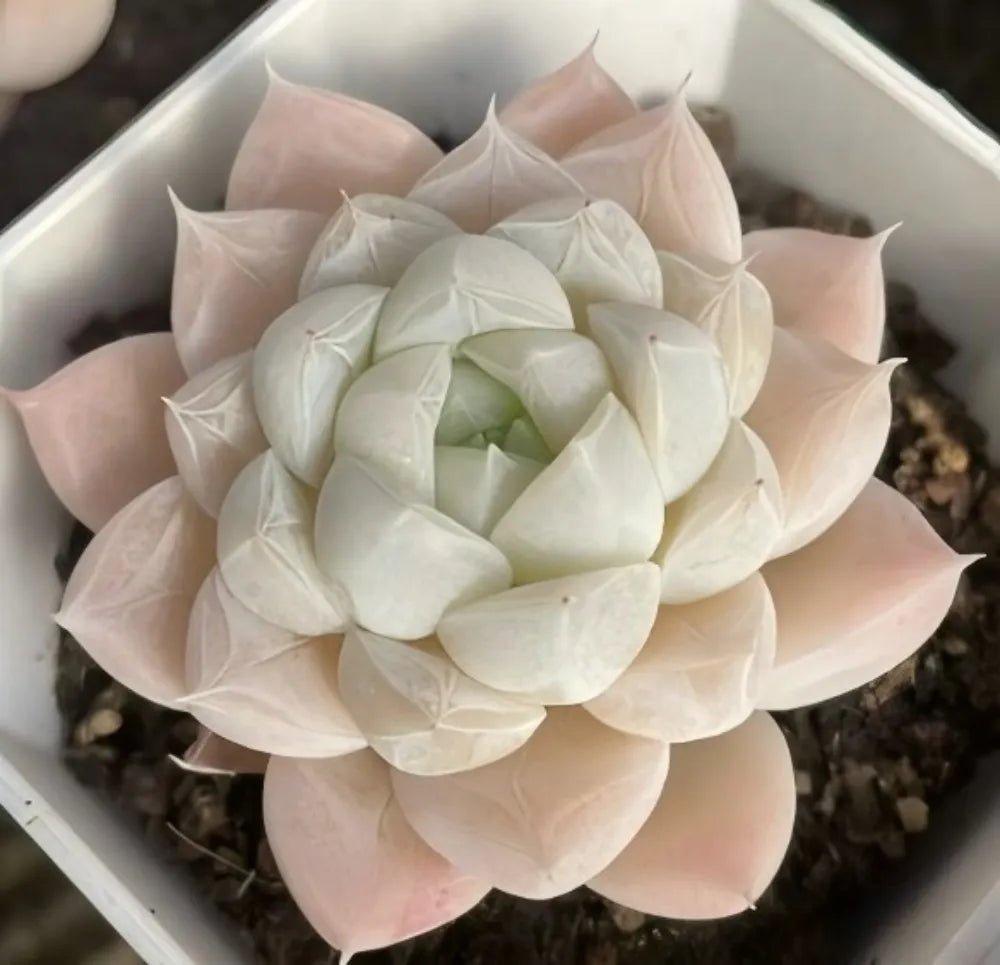 Echeveria succulent rosette with ivory center and blush outer leaves
