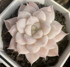 Echeveria succulent rosette with white petals and soft pink leaf tips