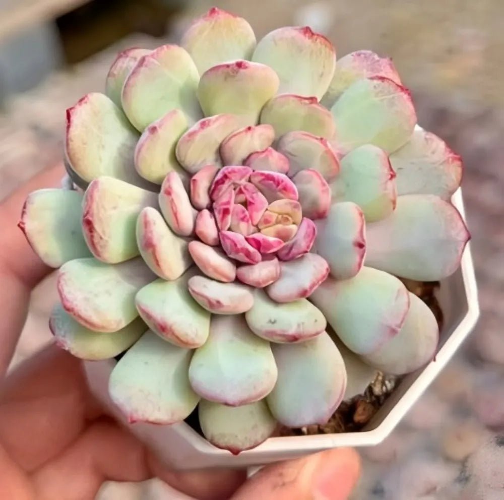 Echeveria succulent rosette in hexagonal pot, pale green leaves with pink blotches