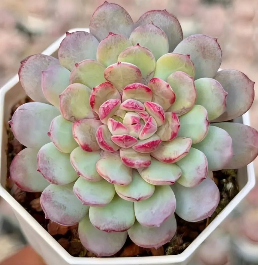 Echeveria succulent rosette in hexagonal pot, pale green with magenta-edged leaves