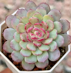 Echeveria succulent rosette in hexagonal pot, pale green with magenta-edged leaves