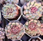 Echeveria succulent cluster in hexagonal planter, pale green leaves with pink tips