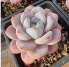 Pale pink and white Echeveria succulent rosette in a gray tray with gravel