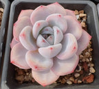 White and pale pink Echeveria succulent rosette in a gray planter tray