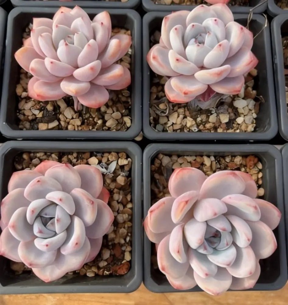 Set of four pale pink and white Echeveria succulent rosettes in gray trays