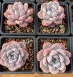 Set of four pale pink and white Echeveria succulent rosettes in gray trays