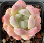 Echeveria succulent rosette, pale green center with pink-edged thick leaves in pot