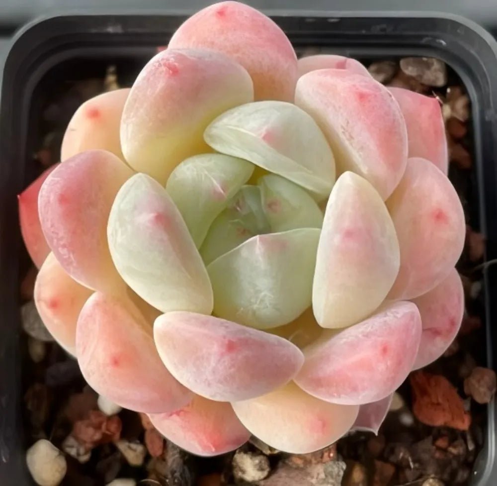 Echeveria succulent rosette, pale green center with pink-edged thick leaves in pot
