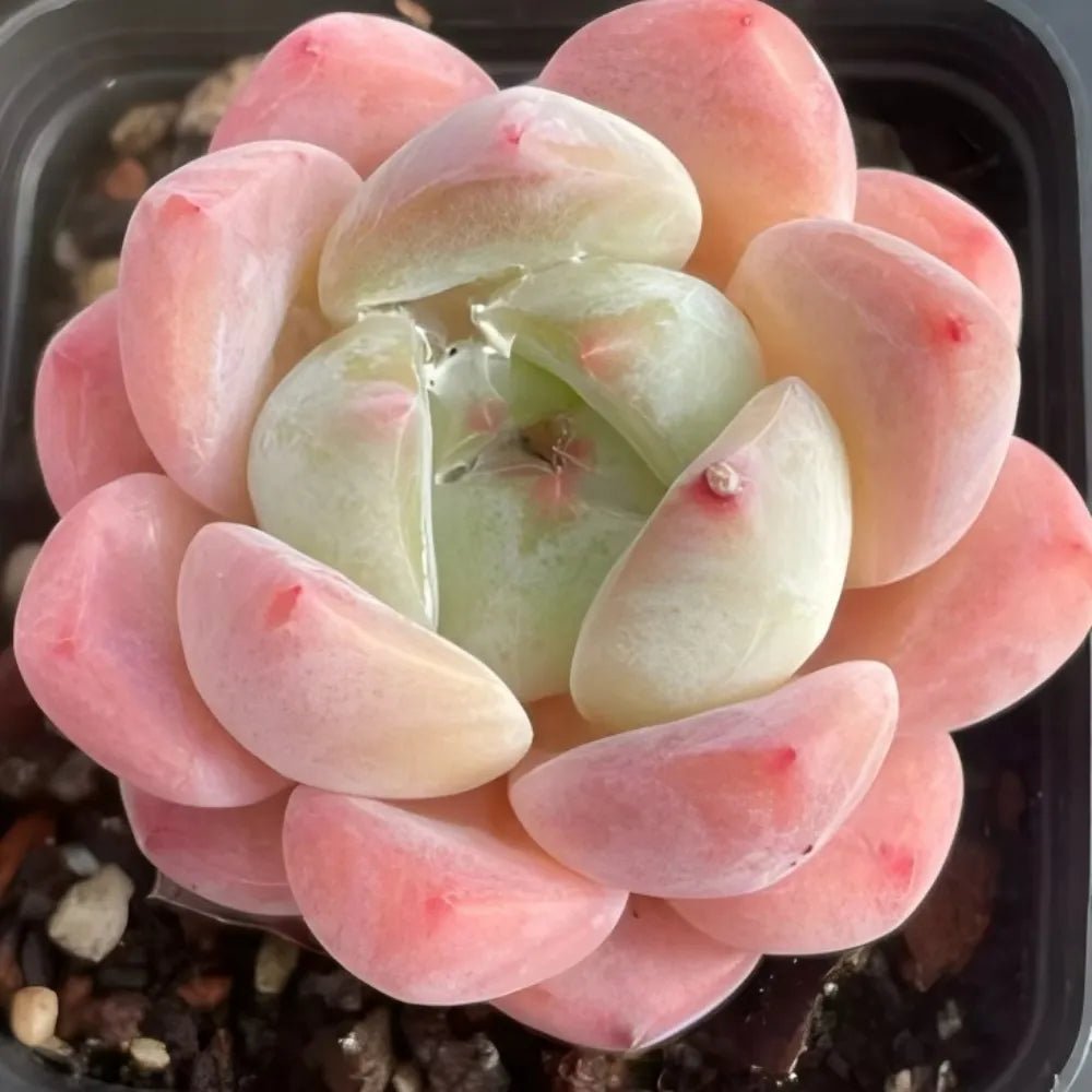 Echeveria succulent in a pot, large rosette of pale green leaves with rosy pink edges
