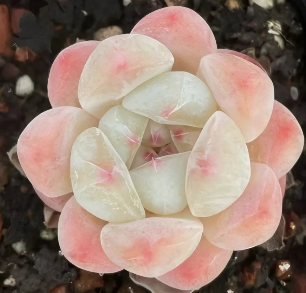 Echeveria succulent rosette with pale green leaves and soft pink tips, in pot with soil
