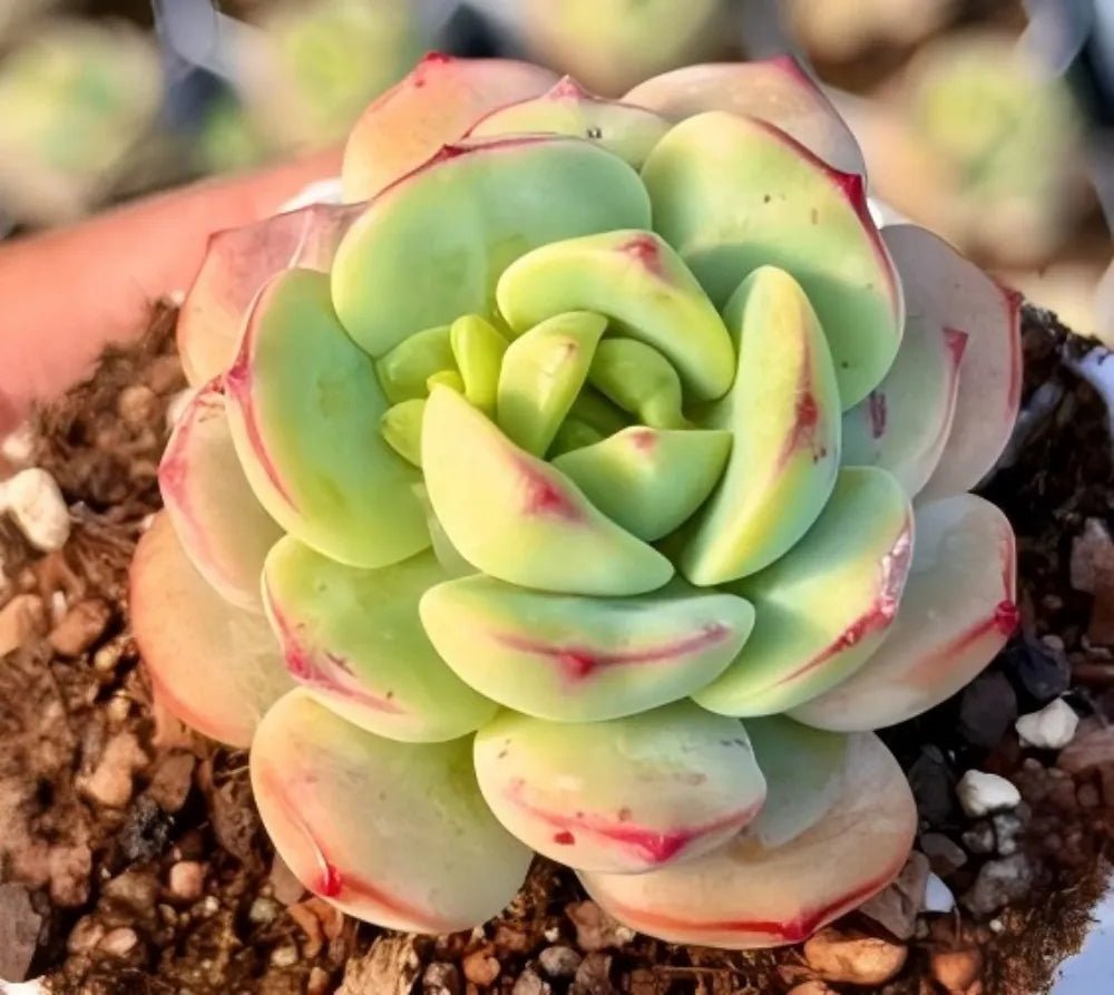 Echeveria Vanilla succulent rosette in light green with red-tinted leaf tips