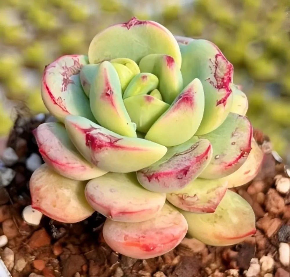 Echeveria Vanilla succulent with green rosette leaves edged in pink-red