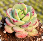 Echeveria Vanilla succulent with green rosette leaves edged in pink-red